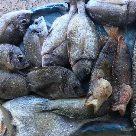 Krupic أوباتيا